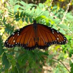 Danaus eresimus