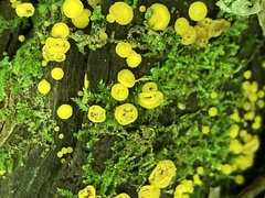 Calycina