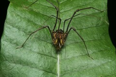 Sodreana barbiellinii