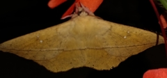 Lonomia