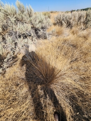 Festuca idahoensis