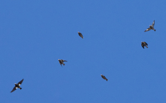 Coccothraustes vespertinus