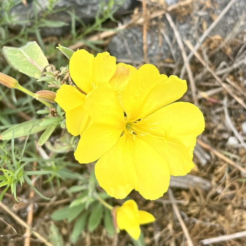 iNaturalist observation photo of tall evening primrose