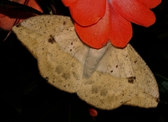 Lonomia