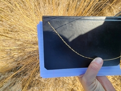 Festuca idahoensis