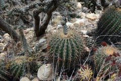 Ferocactus viridescens