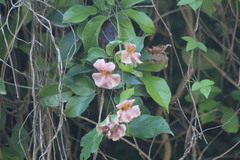 Bignonia potosina