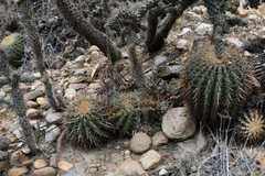 Ferocactus viridescens