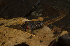 Ischnocnema bolbodactyla
