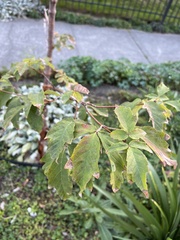 Acer griseum