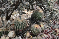 Ferocactus viridescens