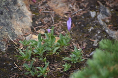 Penstemon ellipticus