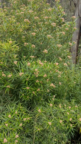 Image of Spicy Everlasting (Ozothamnus argophyllus) by no rights reserved