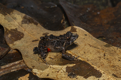 Ischnocnema bolbodactyla