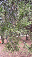Pinus halepensis