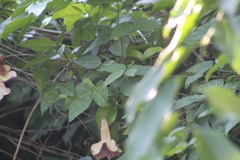 Bignonia potosina