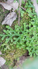 Selaginella denticulata
