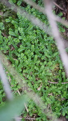 Selaginella denticulata