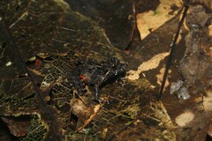 Ischnocnema bolbodactyla