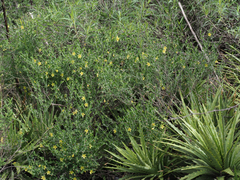Menodora tehuacana