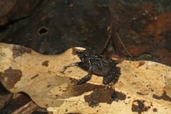 Ischnocnema bolbodactyla