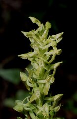 Platanthera brevifolia