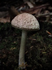 Leccinellum albellum