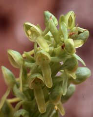 Platanthera brevifolia