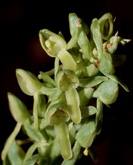 Platanthera brevifolia