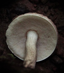 Leccinellum albellum