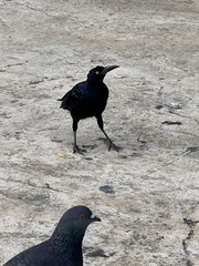 Quiscalus mexicanus