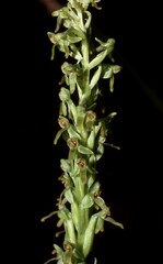 Platanthera brevifolia