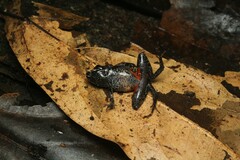 Ischnocnema bolbodactyla