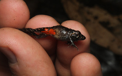 Ischnocnema bolbodactyla