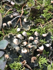 Peltigera didactyla