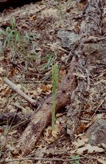 Platanthera brevifolia