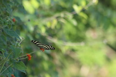 Heliconius charithonia vazquezae