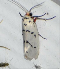 Enaemia atrolinea