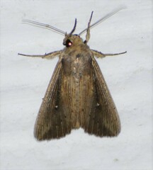 Leucania subpunctata