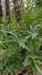 Prostanthera lasianthos