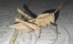 Xyleus discoideus angulatus