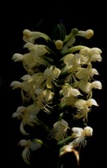 Platanthera pallida