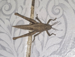 Xyleus discoideus angulatus