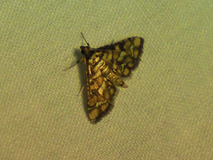 Hileithia magualis