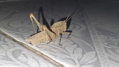 Xyleus discoideus angulatus