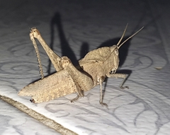 Xyleus discoideus angulatus