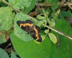 Chlosyne lacinia adjutrix