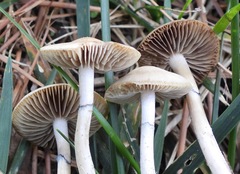 Psilocybe ovoideocystidiata