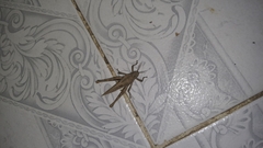 Xyleus discoideus angulatus