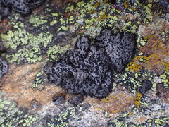 Umbilicaria cylindrica